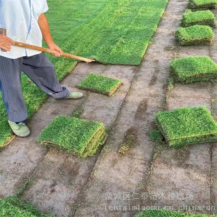 出售剪股颖草坪适应能力强易存活耐践踏基地直售耐热