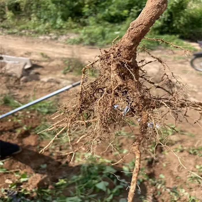 连翘苗采购基地 当年连翘苗 两年连翘苗 1-2-3年连翘苗