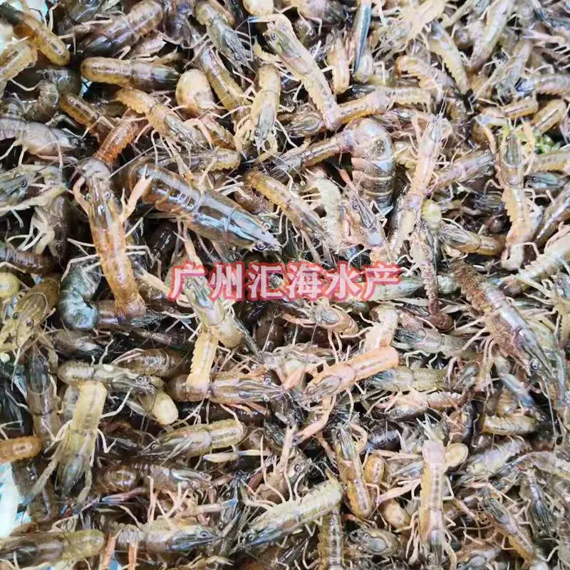 优质淡水龙虾苗 淡水龙虾苗 淡水养殖苗场直销价格实在