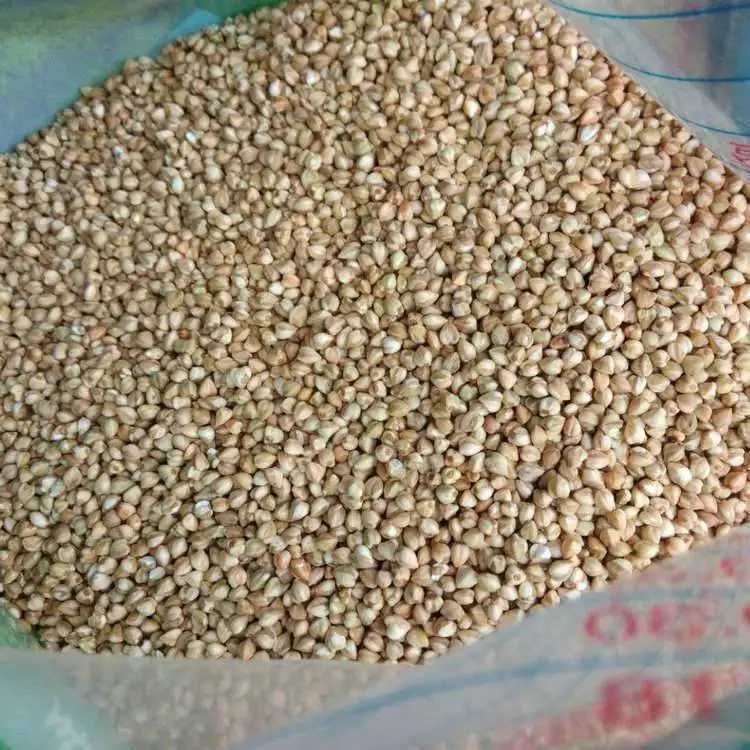彝山香常年批发米荞米佤山米荞非普通荞麦杂粮
