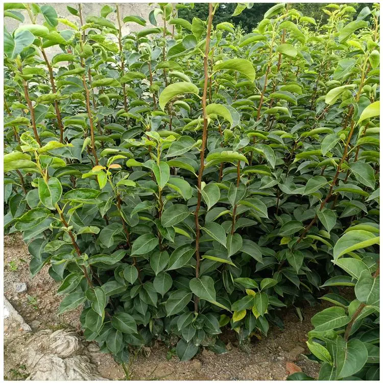 贵州 梨树苗价格 奥红一号红梨树苗 种植一年结果