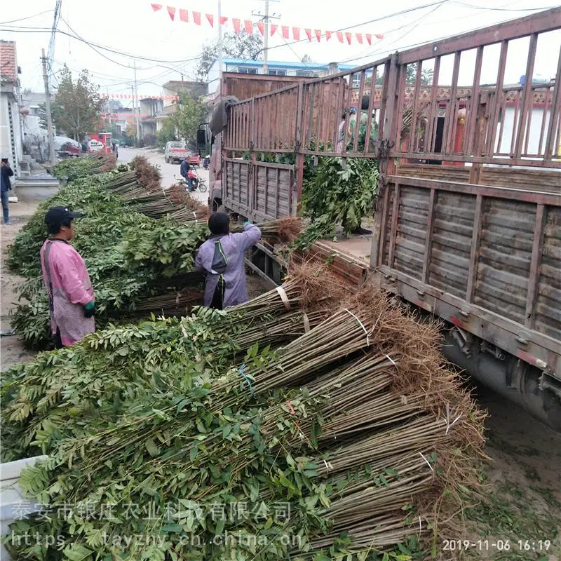 常年供应香椿树苗价格 红油香椿苗基地直销 易成活产量高
