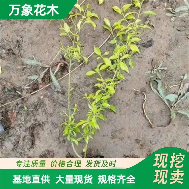 基地金叶卫矛 大小杯苗 四季常绿 公园景点风景树苗