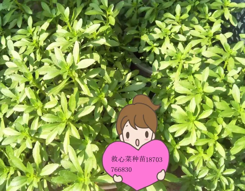 河南省 春晖牌 救心菜苗 养心菜苗 景天三七苗 费菜苗 两年苗 三年苗 四年苗 盆栽苗