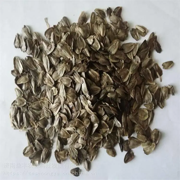 香草种子 串叶松香草种子工程 常年供应 益丰种业