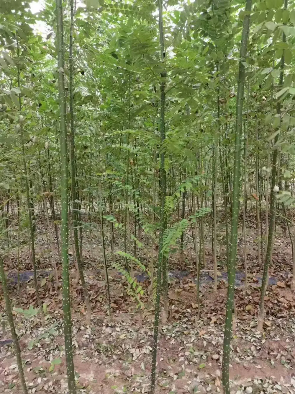 山东日照淑女国槐3cm多少钱一颗,淑女国槐苗厂家上车价格,淑女国槐苗产地报价,淑女国槐苗木供应商