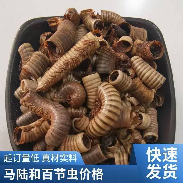 中药材马陆千足虫百节虫精选新货自然晒干含量高包邮批发各种药材
