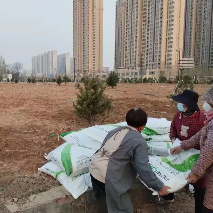 白三叶瑞文德太阳花重瓣种子观赏向日葵花籽核桃猫尾草