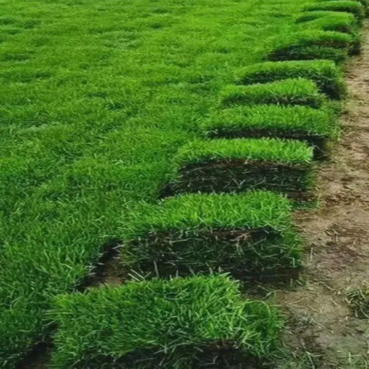 高尔夫球场草坪 紫色桑托斯马鞭草种子 早熟禾草皮 一年生虞美人