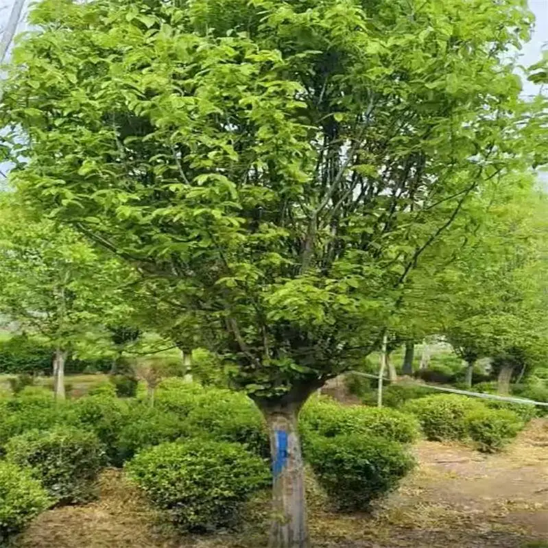 景观树基地15公分木瓜树便宜 木瓜海棠 园林庭院道路美化观果 香气浓郁
