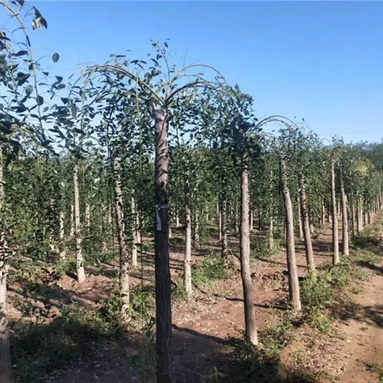 龙爪槐树苗-12公分龙爪槐-兰州龙爪槐价格