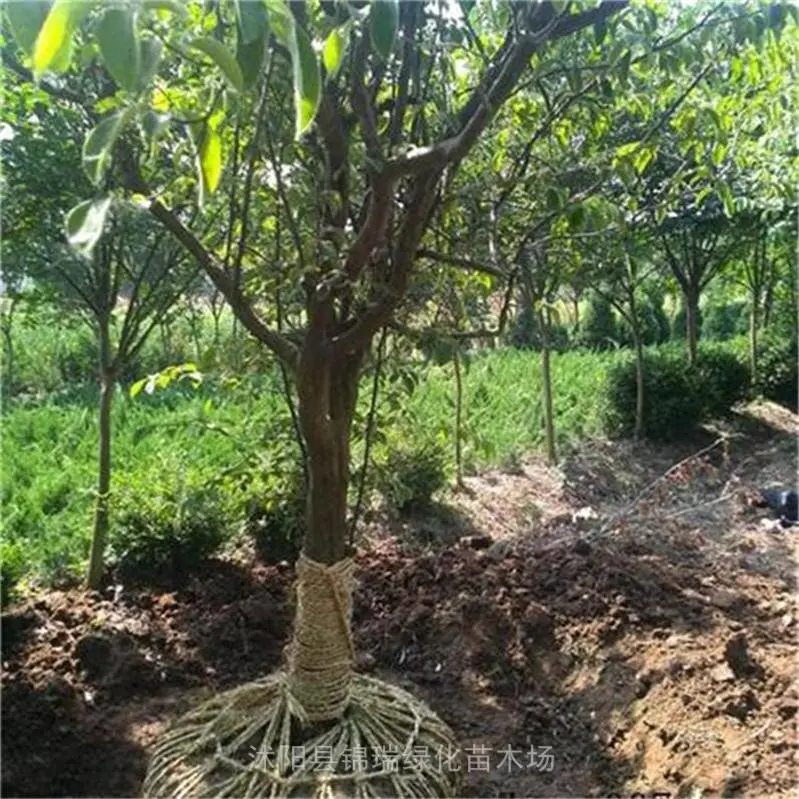 退林苗13-14公分木瓜树便宜 木瓜海棠 基地现挖 冠幅饱满 落叶乔木 观果