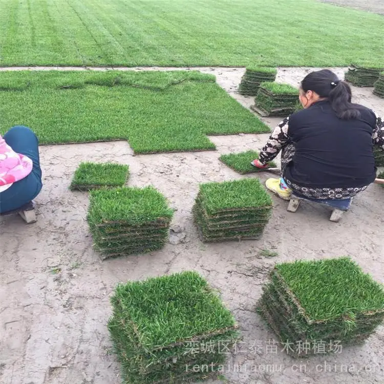 什么品种的草种子成活***草坪 周边草皮卷 ***种子