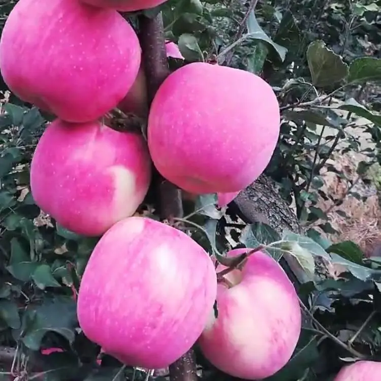吉林红肉苹果苗 青森水蜜桃苹果树苗 矮化根系密植