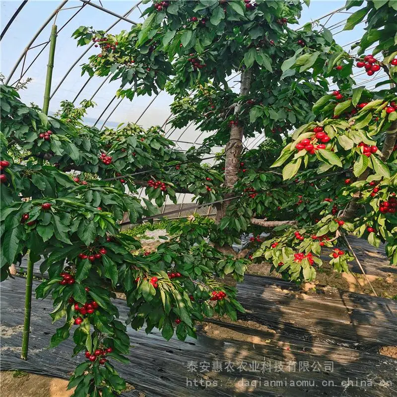 甘肃樱桃苗批发基地 抗风沙樱桃树品种 适合山地种植的矮化樱桃树