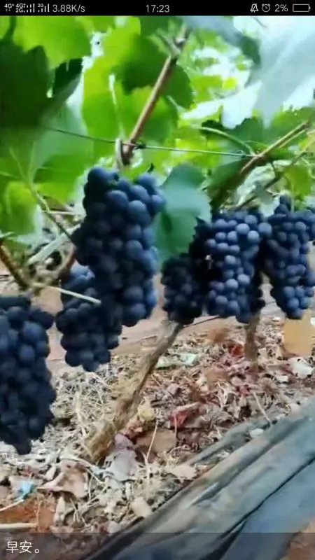春晖牌两年生澳洲红宝石葡萄苗 红宝石葡萄苗 两年生嫁苗，次年结果，南北均可种植，阳台果树盆景