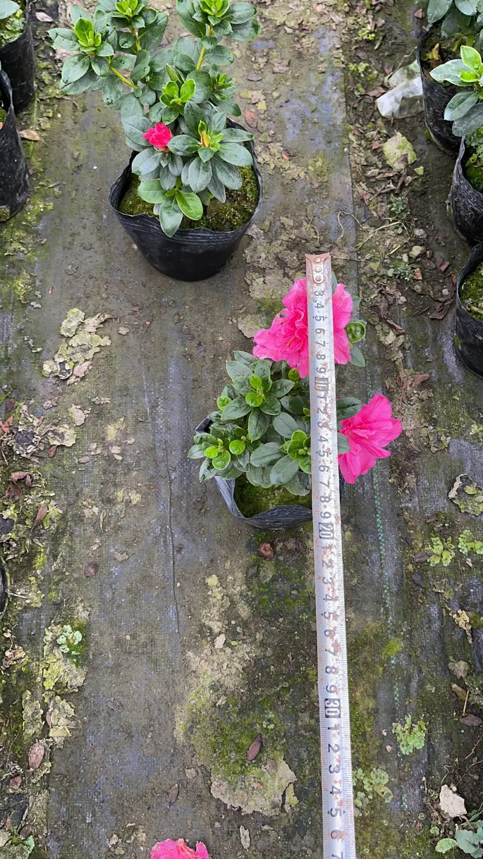 湖南湘潭西洋鹃怎么养种植基地还有杜鹃