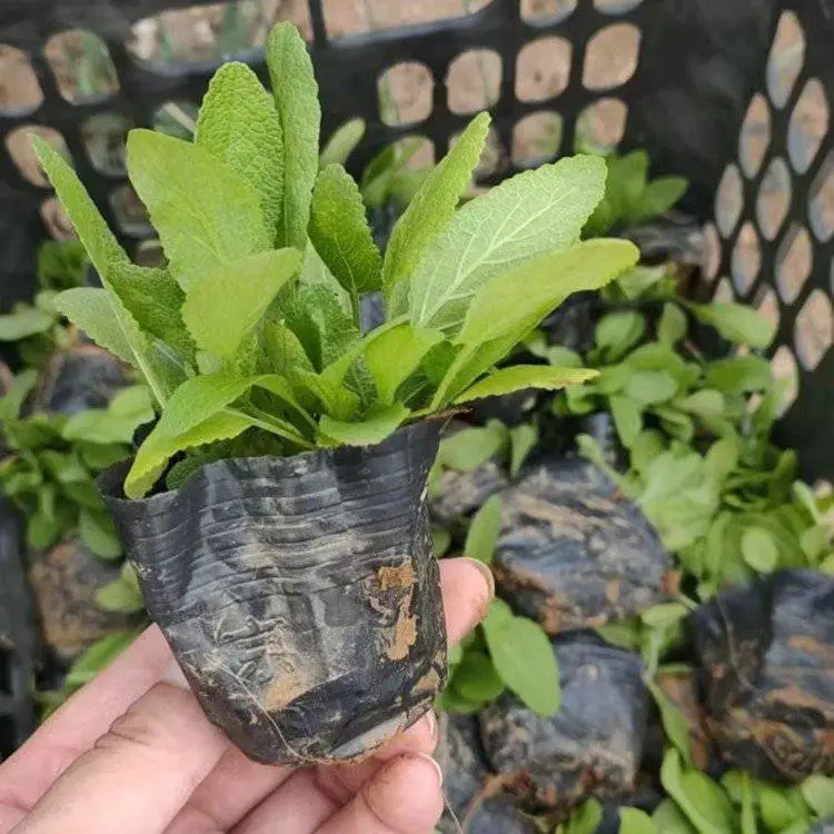 鼠尾草 盆栽批发 节日租摆用花 多年生草本 性耐寒 喜光亦耐半阴