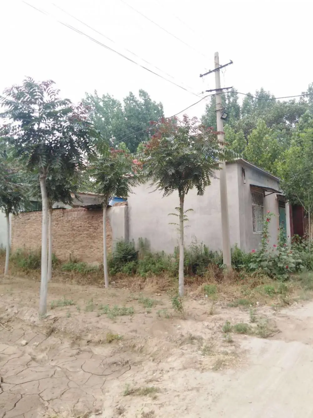 江苏盐城二乔红叶椿基地批发供应13公分红叶椿树厂家胸径15公分红叶椿产地