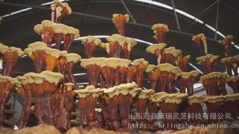 林下灵芝种植 赤灵芝菌袋菌包价格 山东灵芝基地 食用菌菌袋灵芝菌种价格 冠县灵芝厂家