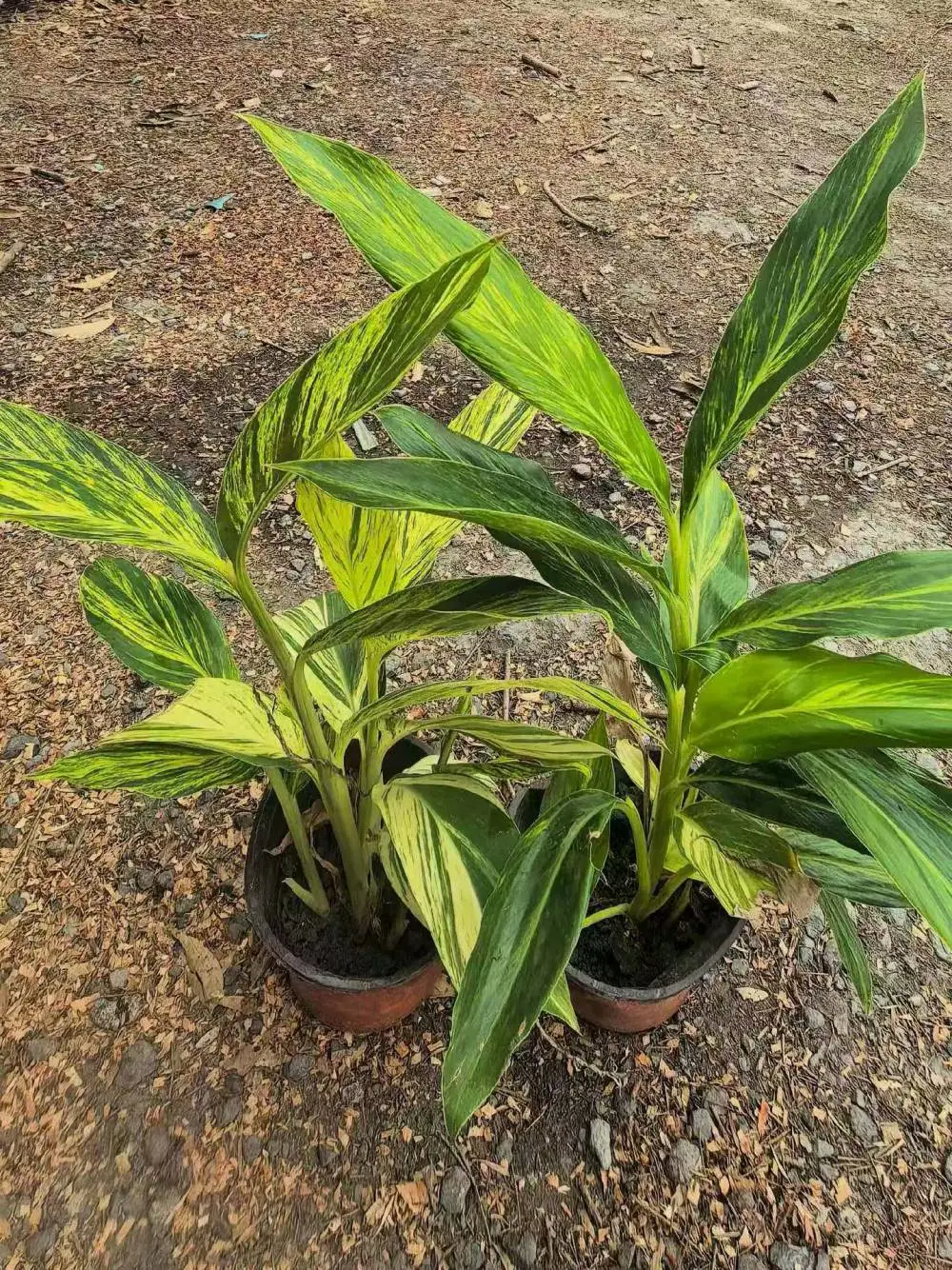 花叶良姜重庆苗圃批发 片植效果突出 一站式采购 隔离带绿化小苗