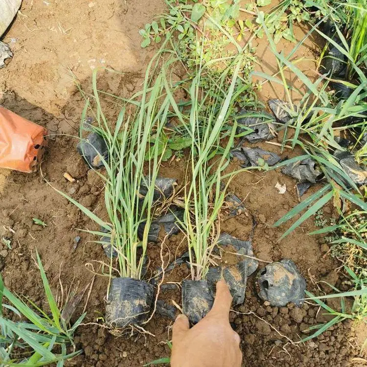 观赏草柳枝稷报价 稷营养杯小苗价 茗茜花卉 基地发货
