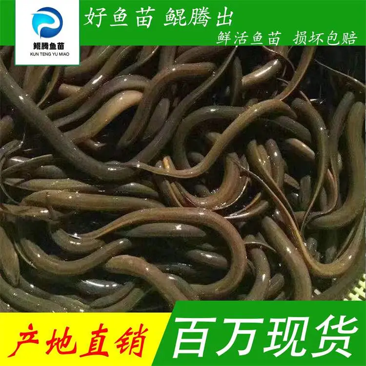 黄鳝苗 优质杂交黄鳝苗 花鳝苗 生长速度快 抗病能力强