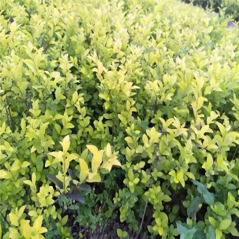 浙江宁波杜鹃小苗一株的价格服务至上