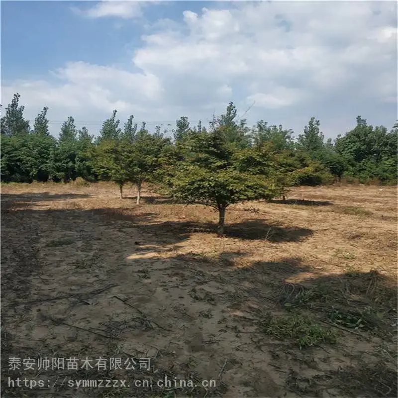 多杆鸡爪槭 种类齐全 12公分鸡爪槭 新品上市出售