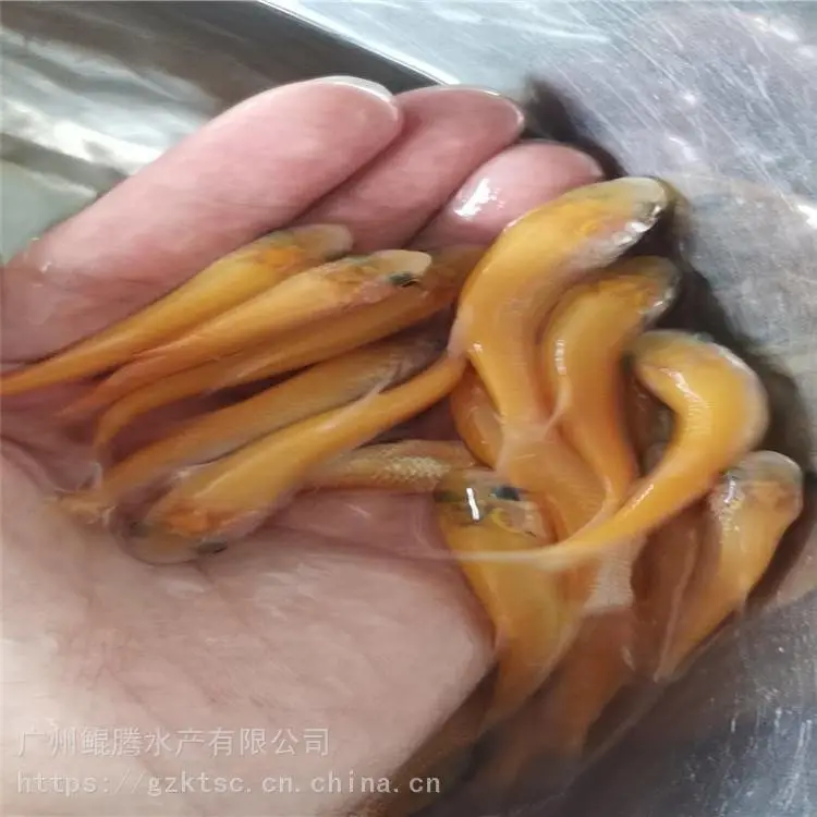 鲲腾水产 金草鱼图片大全 俄罗斯金草鱼养殖技术 ***