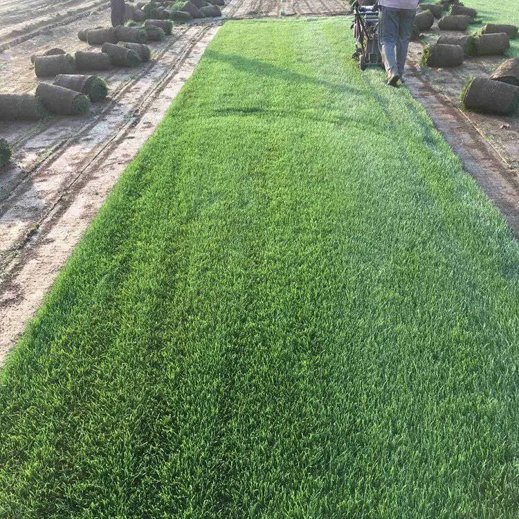 易管理 现场铺装 草坪卷 中华结缕草皮 锦葵花籽