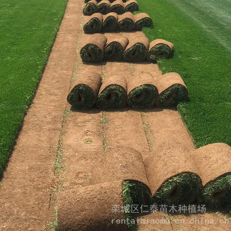 草坪质量草坪 红三叶草皮卷 公园(蓝标)种子