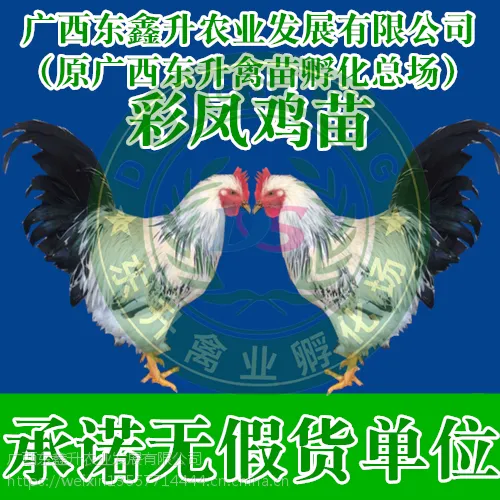 阳江市-散养土鸡苗多少钱一只-河北鸡苗-湖北鹅苗