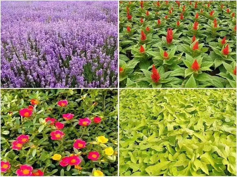 出售剪股颖草坪高羊茅供应品种来源国内栽培标准国标先货后款