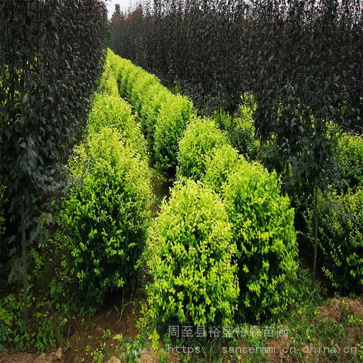 陕西周至苗圃-爬山虎紫藤种植苗圃-周至100高丛生大苗