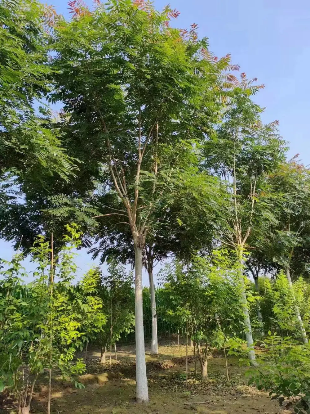 江苏扬州二乔红叶椿基地批发直销13公分红叶椿树厂家胸径15公分红叶椿产地