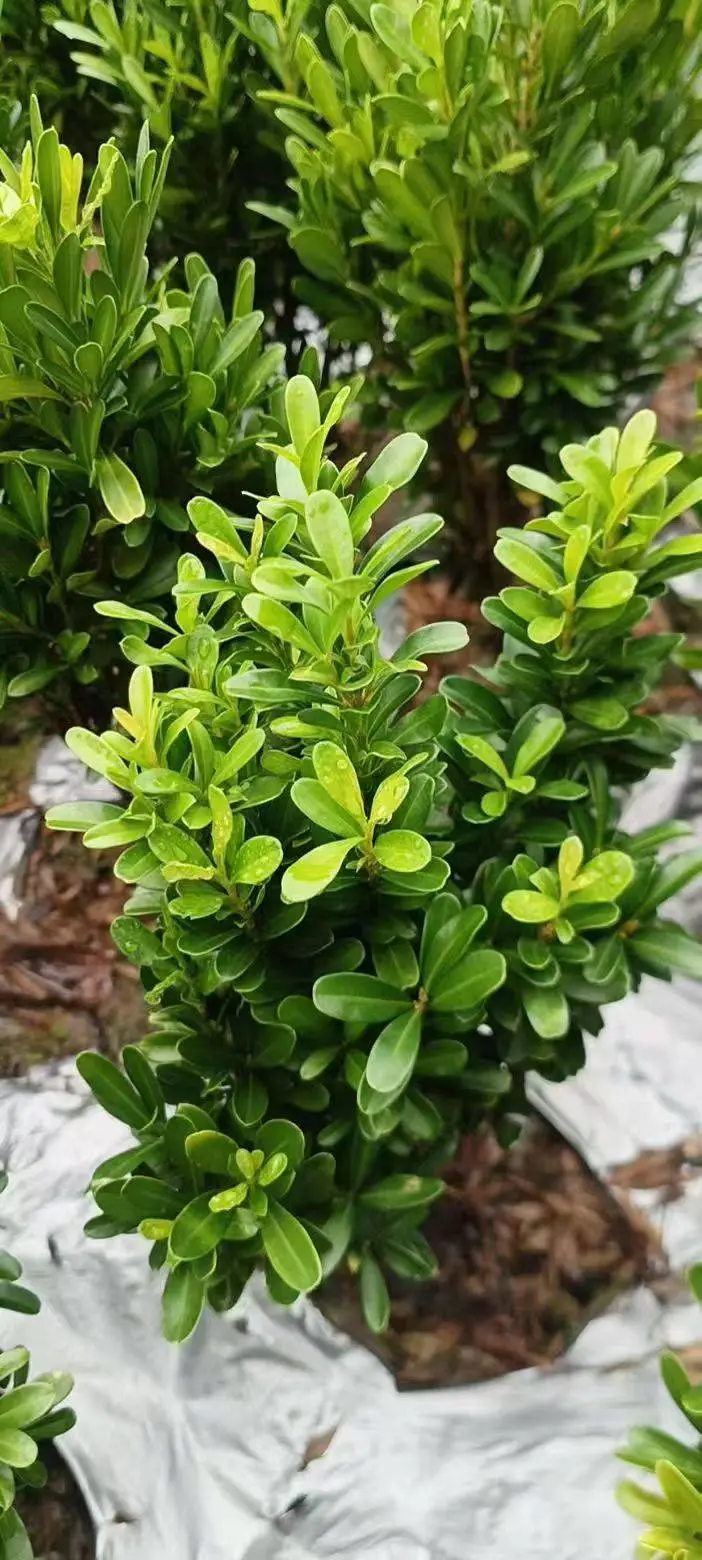 豆瓣黄杨基地 农户自产自销 无中间商 花境花园打造品种