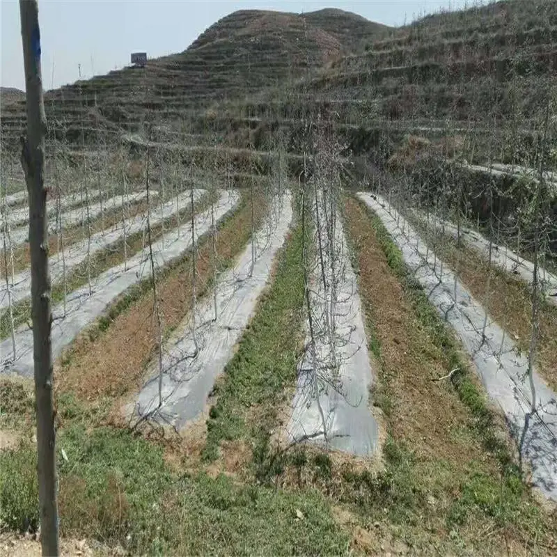 乌兰察布2m宽防草布苗圃防草地布 园艺抑草席杂草地垫RunYe/润业土工供应