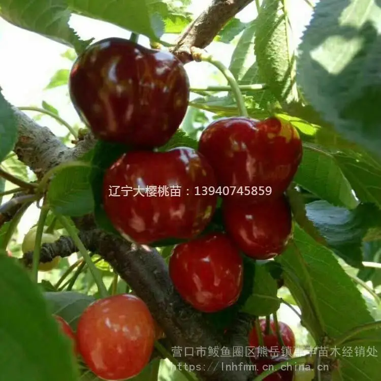 俄罗斯八号樱桃苗繁育基地 辽宁马哈利美早樱桃树苗