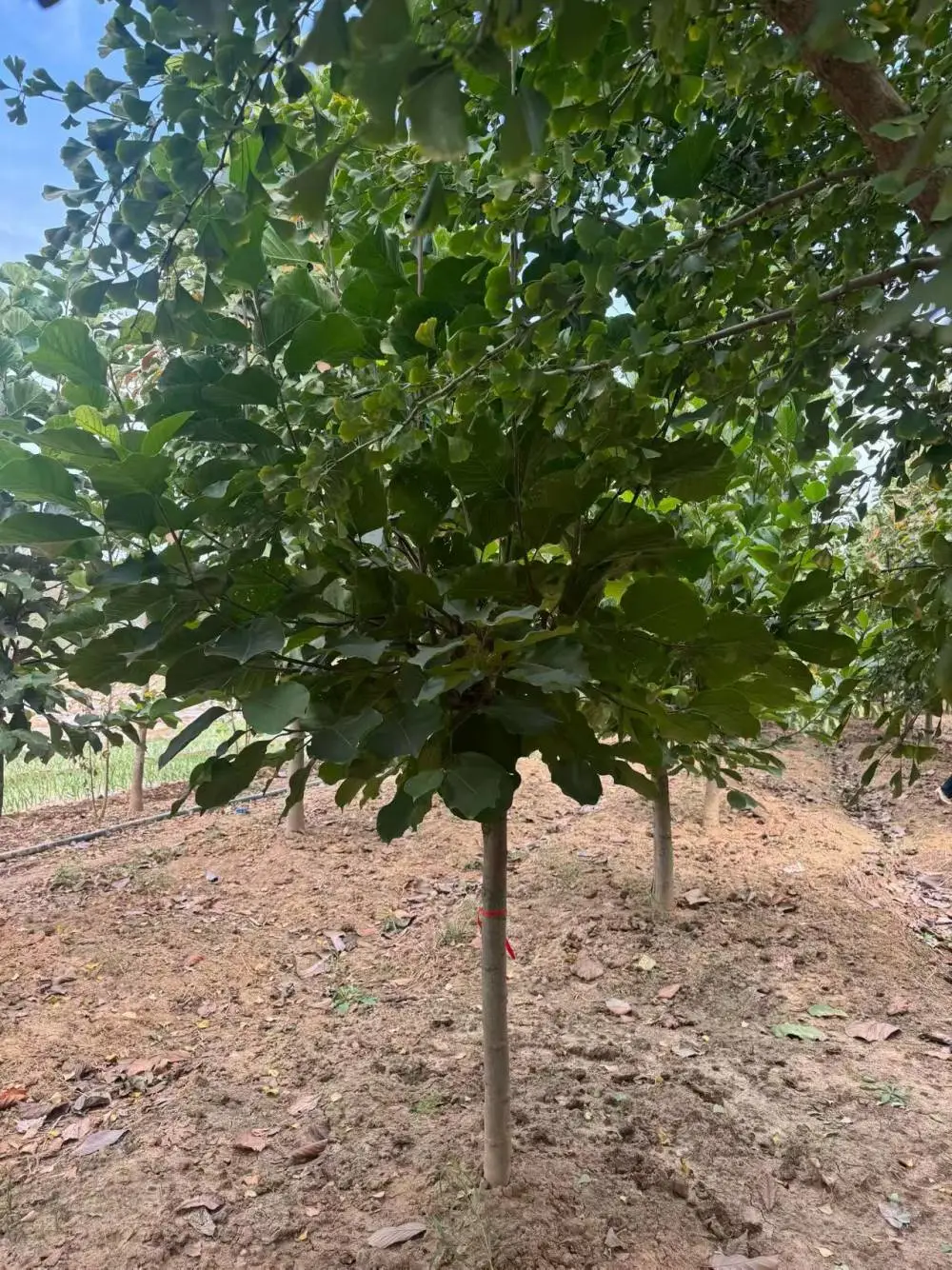山东聊城阳谷县白玉兰种植基地批发供应,9公分红玉兰树苗厂家装车价格,玉兰树苗产地供应商报价