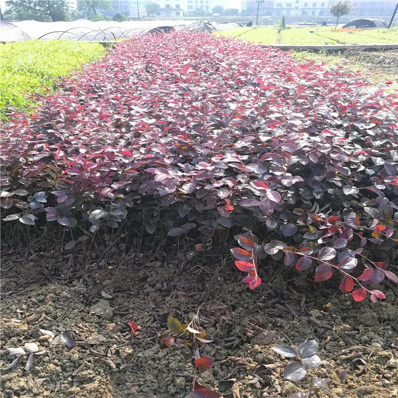 重庆巫山毛杜鹃苗基地质量***