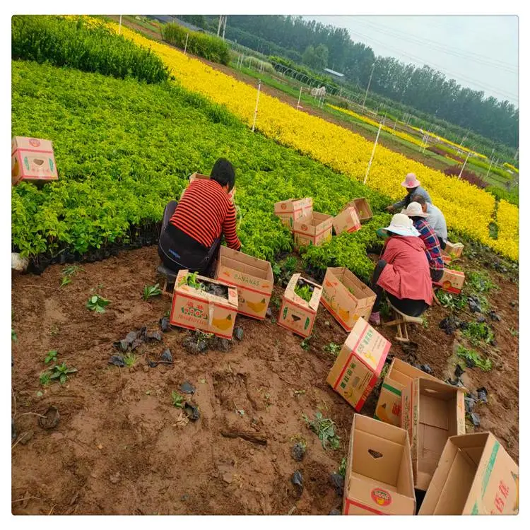 江苏绿化用五叶地锦 爬山虎苗***格 爬山虎苗哪里有卖