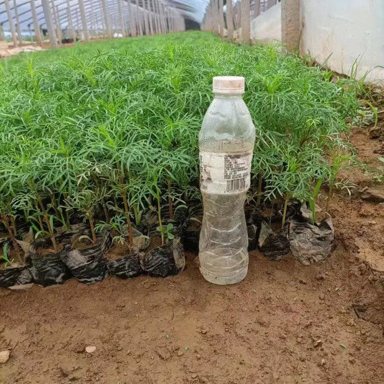 波斯菊小苗 大花地园林 花卉花镜植物 四季开花