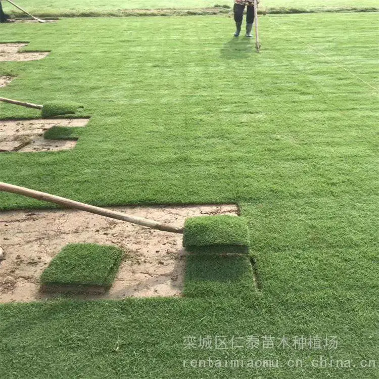 草坪质量草坪 红三叶草皮卷 公园(蓝标)种子