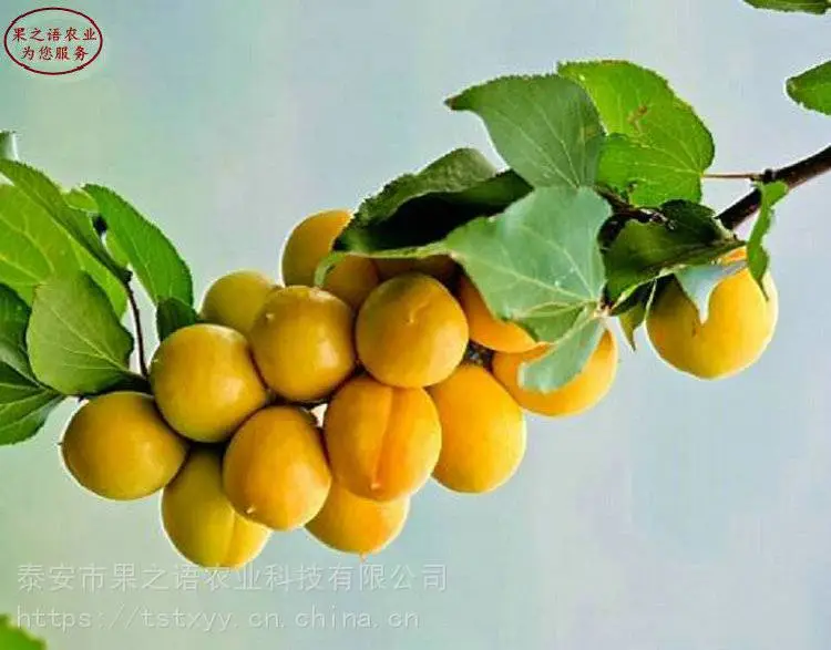 南高丛蓝莓苗、芝妮蓝莓苗量大从优、南高丛蓝莓苗