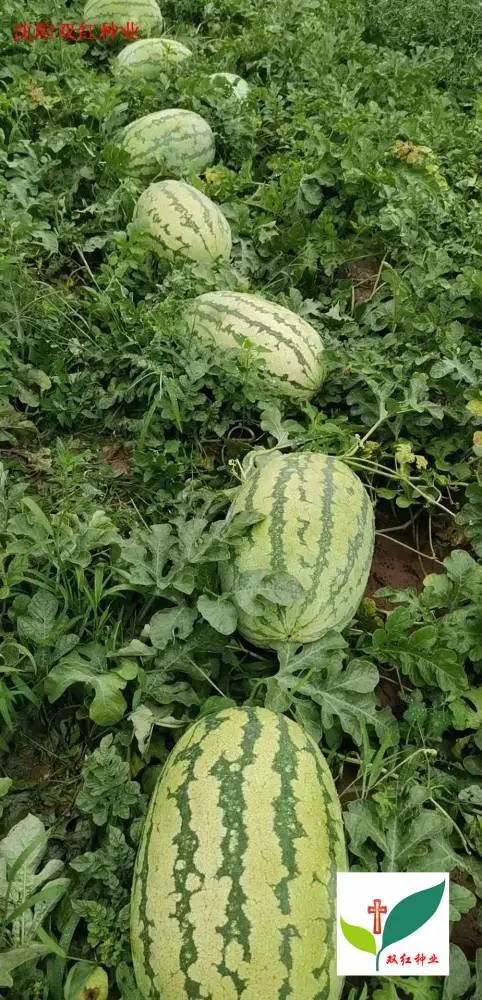 双红西瓜种子 双红超越西瓜种子 超级红金城西瓜种子 双红金城西瓜种子