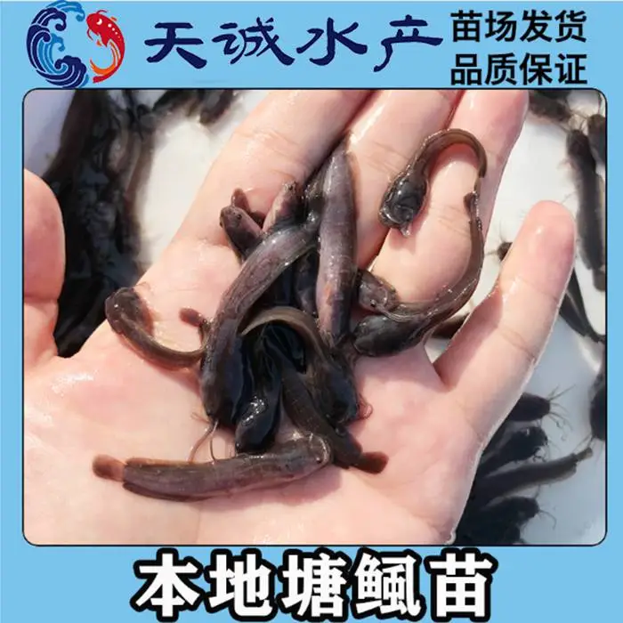 优质塘角鱼苗 鲶鱼苗 本地塘鲺鱼苗 胡子鲶鱼苗