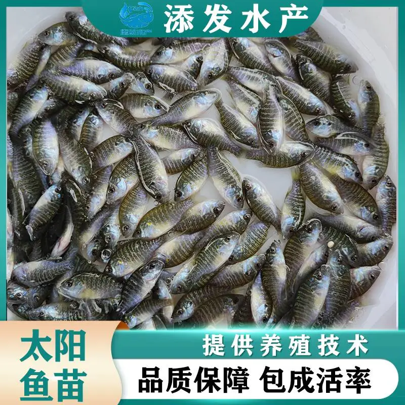 添发鱼苗场大量出售太阳鱼苗 金边 蓝鳃 产量多成活*** 提供技术指导
