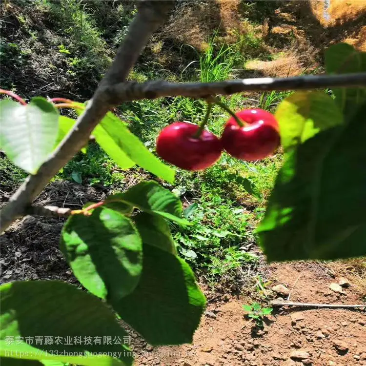 乌皮樱桃苗 青藤农业 齐早樱桃苗 基地供应