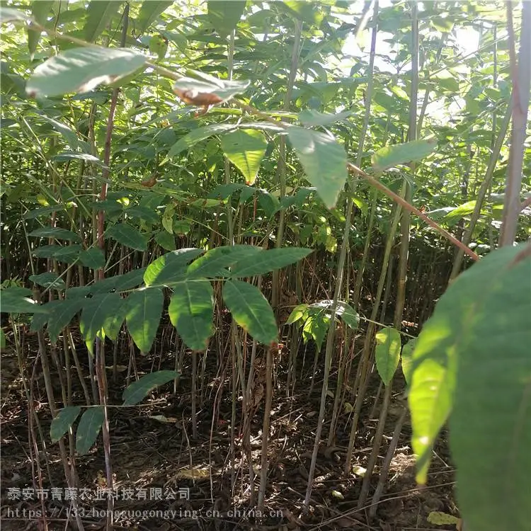 香椿苗种植 青藤农业 新品种香椿苗